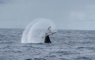 Humpback whale tail-slapping off the coast of Molokai, Hawaii