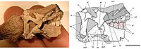 Hind part of juvenile skull  AMNH 24000 with diagram