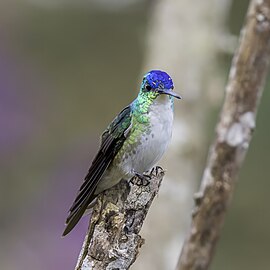 male U. f. franciae. Colombia