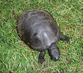Европейская болотная черепаха в Винницкой области, Украина