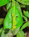 A late instar of Papilio polytes is lightly camouflaged.