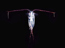 This copepod has its antennae spread. The antennae detect the pressure wave of an approaching fish.