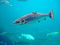 Atlantic salmon