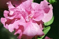 Double-flowered petunia