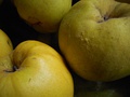 Closeup of Russian 'Aromatnaya' quinces