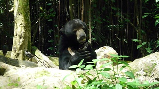 Sun bear