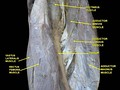 Muscles of thigh. Anterior views.