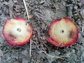 Acorn Plum Gall, cut in half, with larva