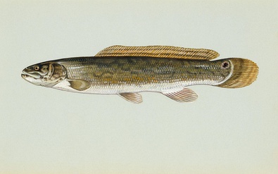 The ganoid scales on a bowfin are reduced in size and resemble cycloid scales.