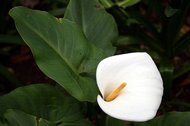 Flores (amarillas) y espata (blanca) en la inflorescencia (un pseudanto, "pseudo flor") de una cala ornamental (Zantedeschia).