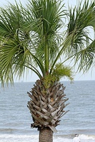 Close-up of the top, Atlantic Ocean, Georgia, U.S.