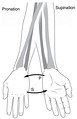 Supination and pronation of the arm