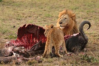 Male lion and cub feeding on a Cape buffalo in Sabi Sand Game Reserve