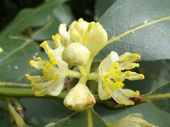 Flores masculinas