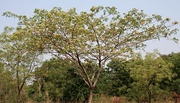 National tree (Albizia lebbeck)