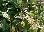 Clockwise from top left: Mallotus, mangosteens, Ardisia, and Eugenia.[55][56]