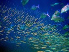 Predator bluefin trevally sizing up schooling anchovies