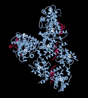 Crystal structure of the retinoblastoma tumor suppressor protein bound to E2F peptide polymer