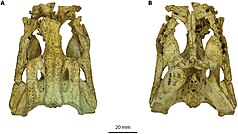 Volia y Trilophosuchus tienden a recuperarse como los parientes más cercanos de Mekosuchus.