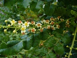 The genus Boswellia, from which frankincense is harvested