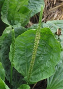 Espiga cilíndrica en Plantago major