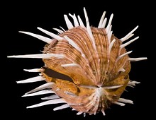 A shell of "Spondylus regius"