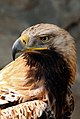 Eastern imperial eagle