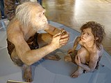Реконструкция неандертальцев из Ля-Шапель-о-Сен и Гибралтар, экспозиция венского музея естественной истории