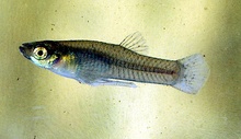 This male mosquitofish has a gonopodium, an anal fin which functions as an intromittent organ.[48][49]