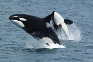 Orcas double-breaching off the south side of Unimak Island, Alaska