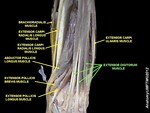 Extensor digitorum muscle