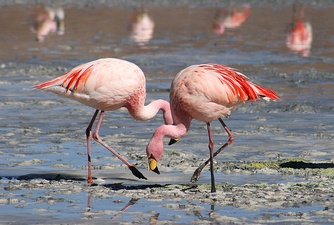 Flamingoes in Laguna Colorada, Bolivia. The pink or reddish color of flamingos comes from carotenoid proteins in their diet of animal and plant plankton. An unhealthy or malnourished flamingo, or one kept in captivity and not fed sufficient carotene, is usually pale or white.