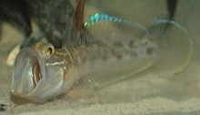 Racer goby Babka gymnotrachelus, miembro de la subfamilia Benthophilinae, anteriormente válida.