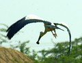 Asian openbill stork