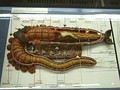 Model of Arenicola marina in a zoological exhibition at National Museum (Prague)