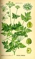 Hemlock, Conium maculatum (virulent poison)