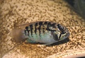 Ivanacara adoketa, a dwarf cichlid from Brazil