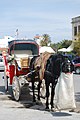 Un caballo con una cebadera, en un carruaje turístico