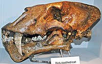 Cast of the fossil skulls of H. latidens (left) and H. serum (right).