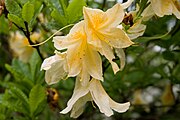 Putative form Rhododendron japonicum f. flavum