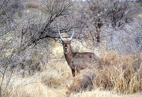 Male K. e. ellipsiprymnus Namibia