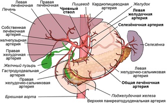 Чревный ствол и его ветвление