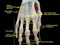 Right hand. Deep dissection. Posterior (dorsal) view.