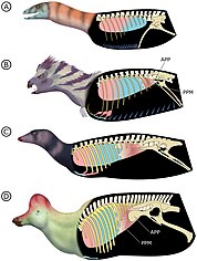 Comparison between the sternal ribs of ornithodirans (left) and hypothesised stepwise evolution of the ornithischian breathing apparatus (right)