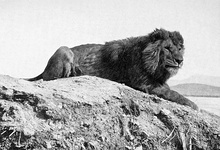 Barbary lion in Algeria, 1893[1]