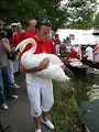 A Queen's swan upper with a mute swan during 2010 swan upping at Henley-on-Thames