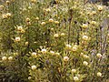 Isopogon anethifolius