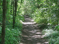 Natural trails through a forest