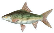 The cycloid scale of a carp has a smooth outer edge (at top of image).