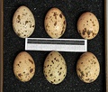 Eggs at Museum Wiesbaden, Germany